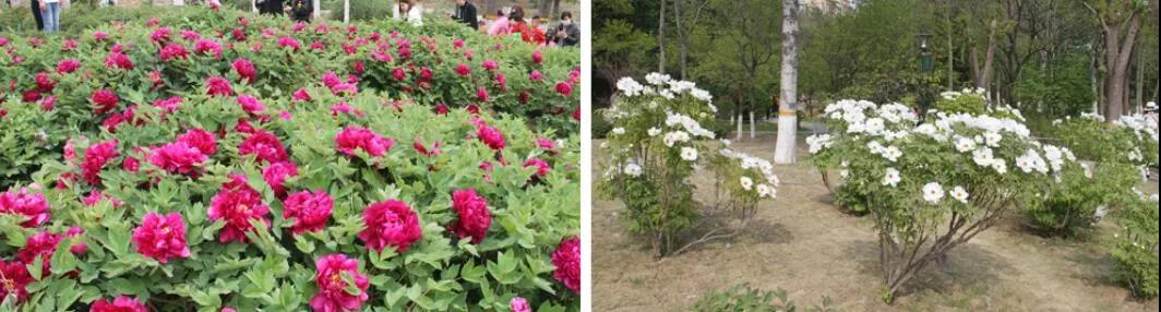 我和春天有个约定——枫丹白露美术教育2019春季写生活动(图4)